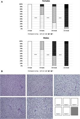 Development of hepatic steatosis in male and female mule ducks after respective force-feeding programs